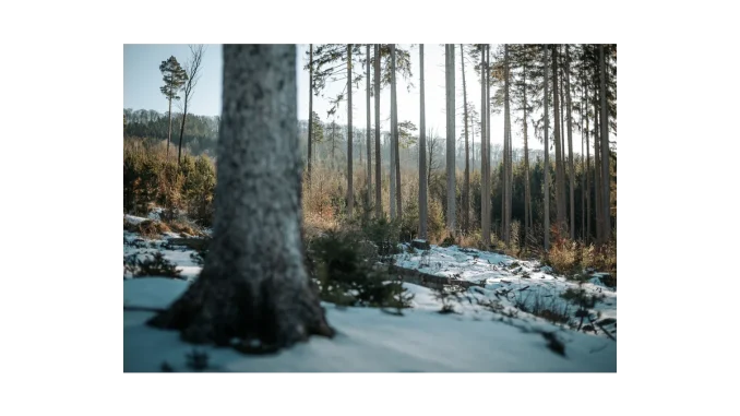 Beleaf a Valašské Meziříčí: Nové lesy pro budoucnost