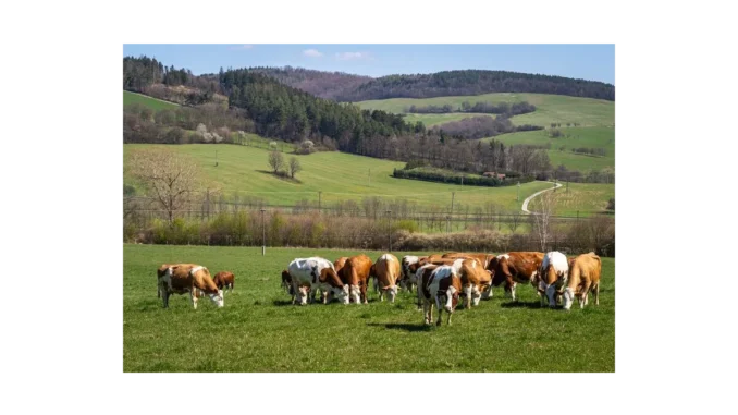 Zvýšený zájem o welfare zvířat v Česku