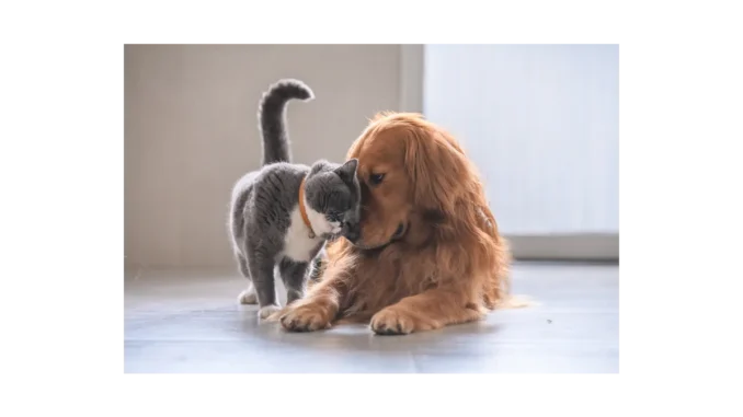 Objevte Dog & Cat TV – nový kanál pro mazlíčky